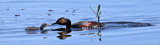 Tule Lake NWR