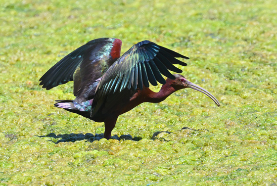 Tle Lake NWR
