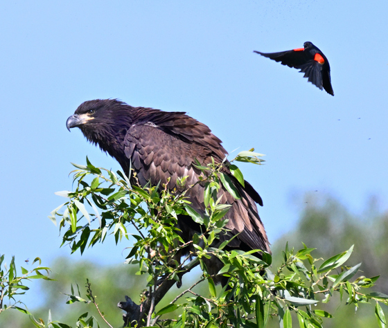 Lower Klamath NWR