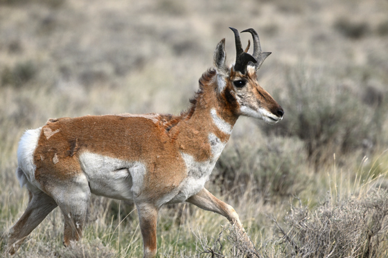 Ruby Lake NWR