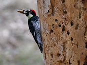 Pinacles National Park