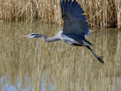 Bear River Migratory Bird Refuge
