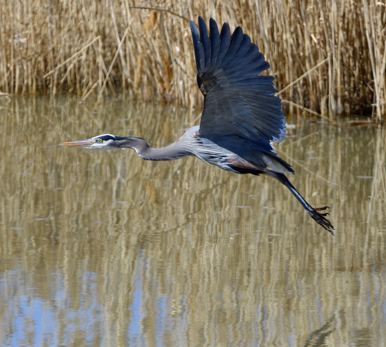 Bear River Migratory Bird Refuge