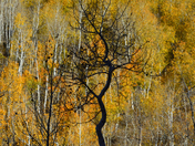 Big Cottonwood Canyon, UT