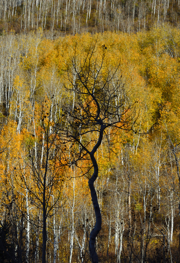 Big Cottonwood Canyon, UT