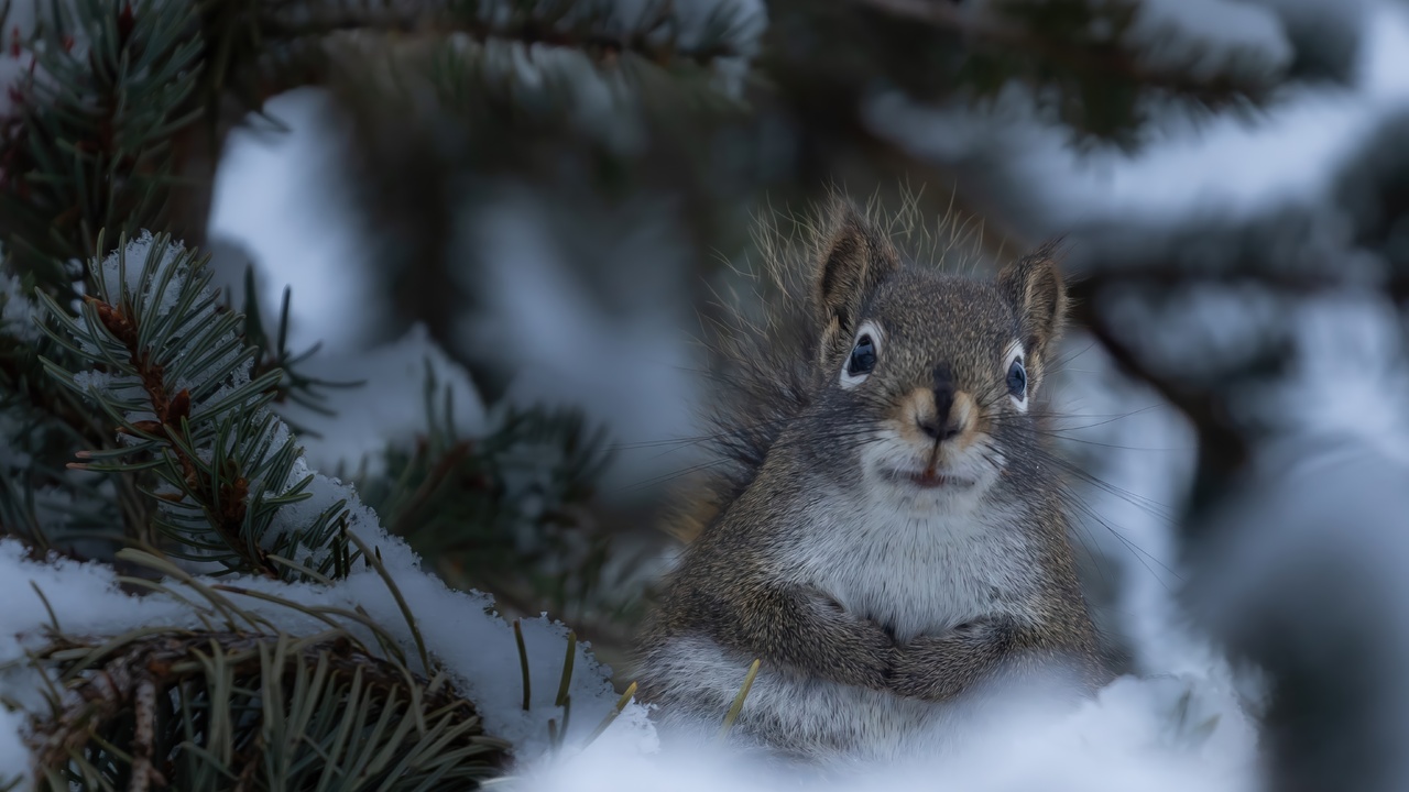 Sooo... Someone Ate All the Food...