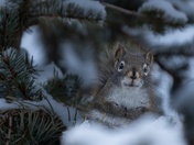 Sooo... Someone Ate All the Food...