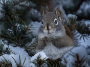 Penny For Your Thoughts?