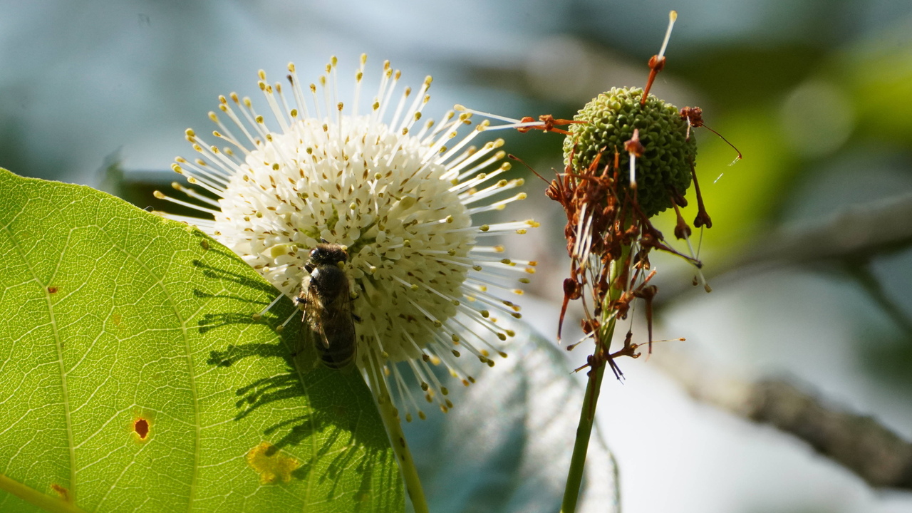 Before and after (with an extra bee)