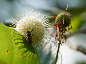 Before and after (with an extra bee)