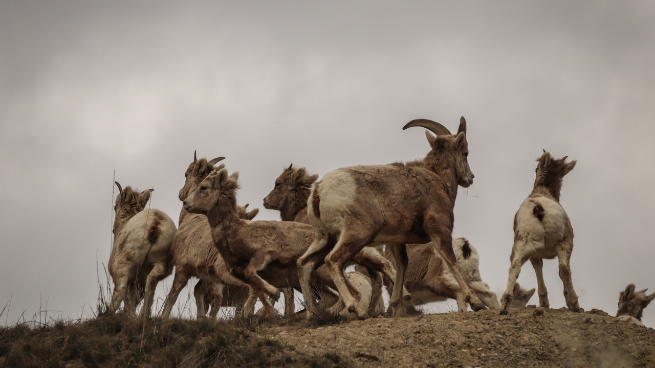 Rush of the Bighorns 