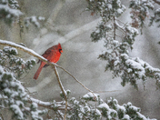 Northern Cardinal on a Snowy Morning 
