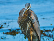 Heron On Shore