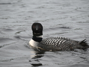 Boundary Waters Canoe Area Wilderness