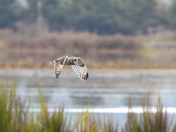 short eared owl