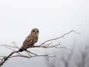 short eared owl