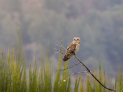 short eared owl