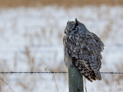 Great Horned Owl
