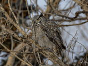 Great Horned Owl