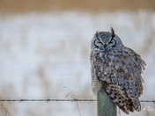 Great Horned Owl