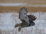 Great Horned Owl
