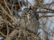 Great Horned Owl
