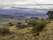 Joshua Tree National Park