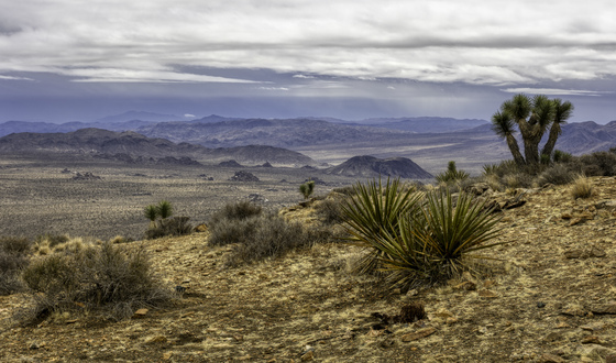 Joshua Tree National Park