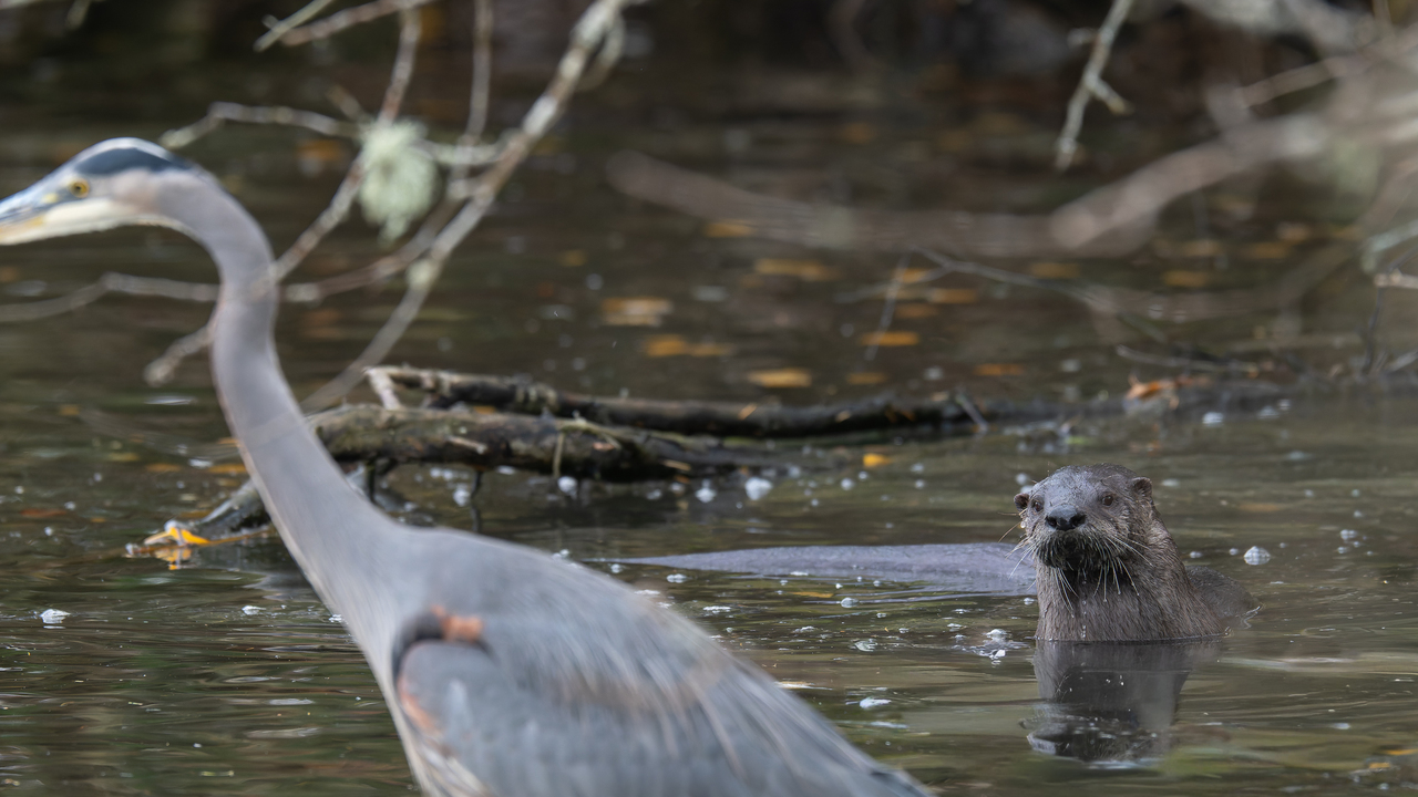 Under a Watchful Eye