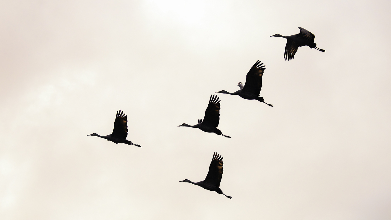 Sandhill Crane Silhouette 