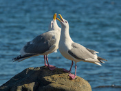Western Gulls: Pairing