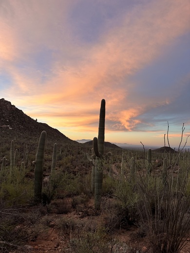 Saguaro National Park