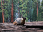 Sequoia National Park 