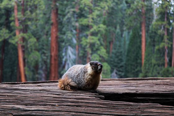 Sequoia National Park 