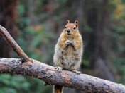 Yosemite National Park