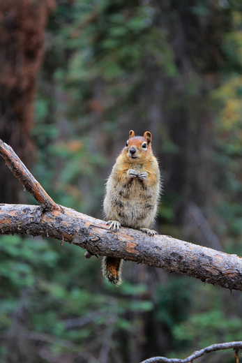 Yosemite National Park