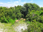 Cumberland Island National Seashore