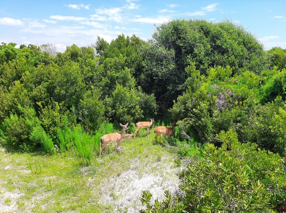 Cumberland Island National Seashore