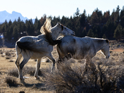 Mono County, Mono lake Basin, Bureau of Land Management