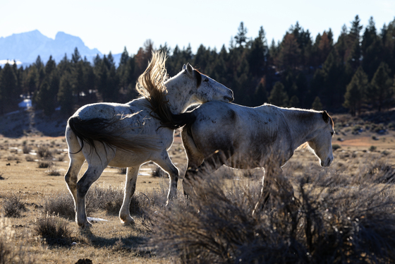 Mono County, Mono lake Basin, Bureau of Land Management