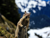 Mount Rainier National Park