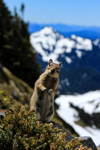 Mount Rainier National Park