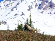 Mount Rainier National Park