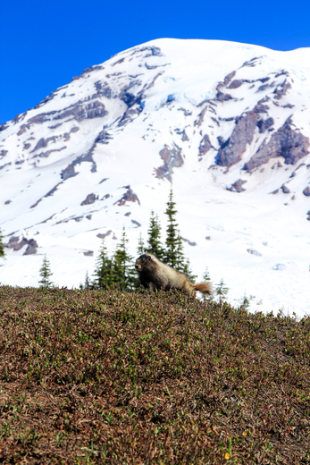 Mount Rainier National Park