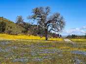 Carrizo Plain National Monument