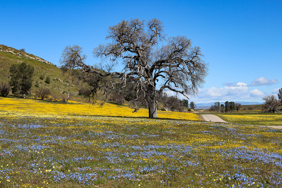 Carrizo Plain National Monument