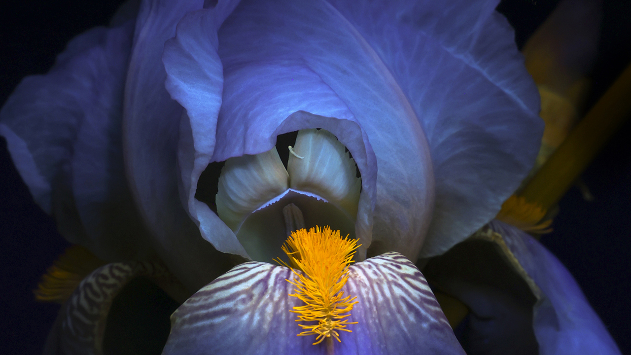 Ultraviolet Iris