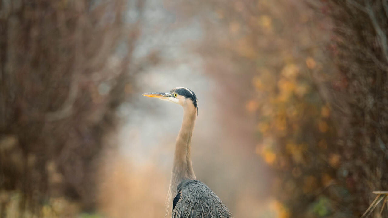 Heron Along a Path