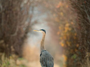 Heron Along a Path