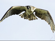Osprey-Intimidation